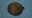 Picture of 075421 MEMBRANE
