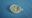Picture of 87161167190 was 87005030600 DIAPHRAGM