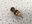 Picture of 60039060 PUSH ROD KIT