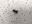 Picture of S/256/31 SCREW (OBS)