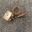 Picture of CL6PO109 THERMOSTAT 100507